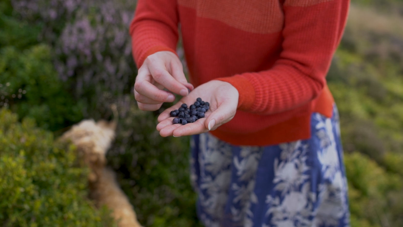 flora collingwood-norris picking berries