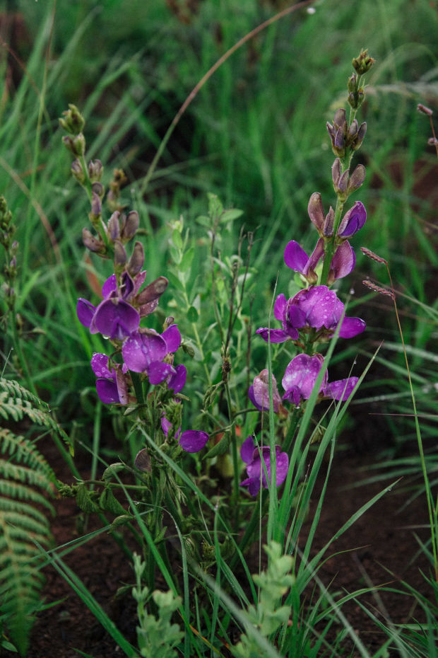 more flowers nyika national park 