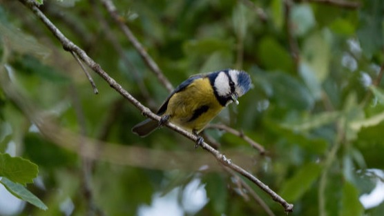 Blue Tit Bird