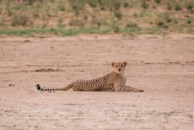 Cheetah lying in Kgalagadi Video Storytelling shoot