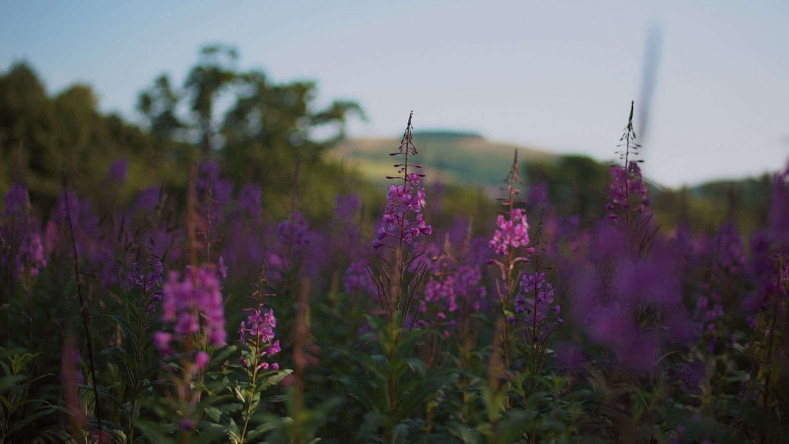 Beautiful horizontal shot