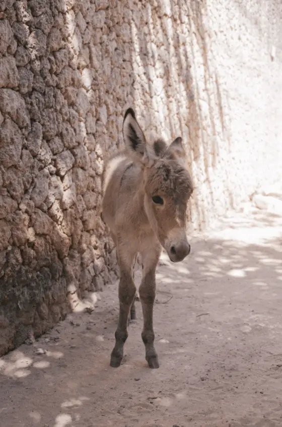 Donkey walking through the streets of Lamu