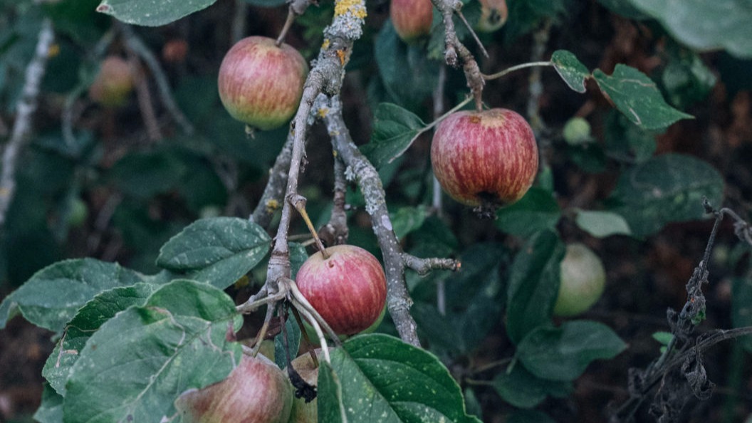African Bat Conservation