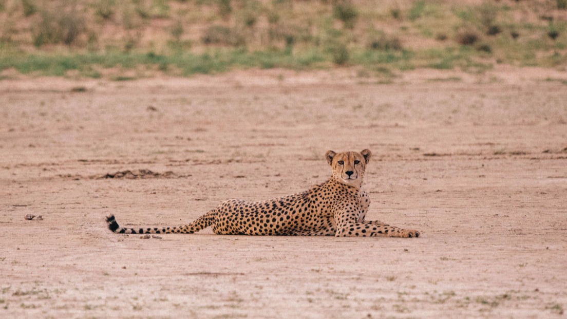 Kgalagadi National Park Travel Guide