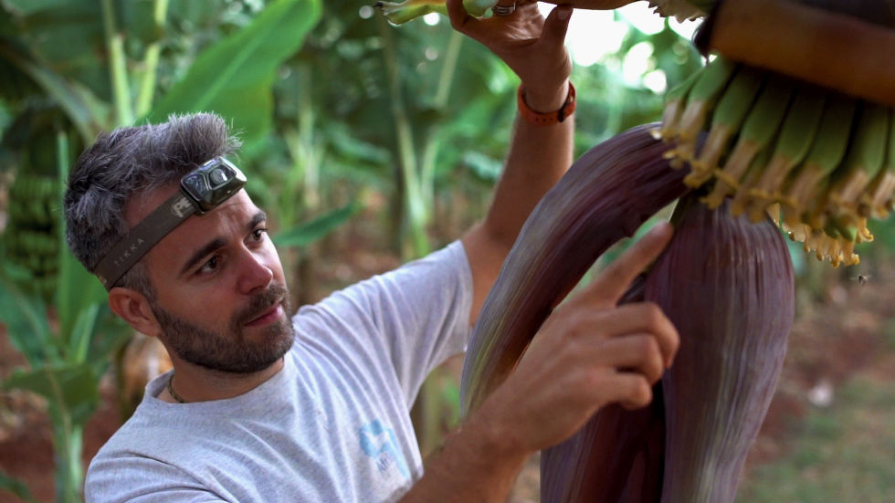 african bat conservation banana plant