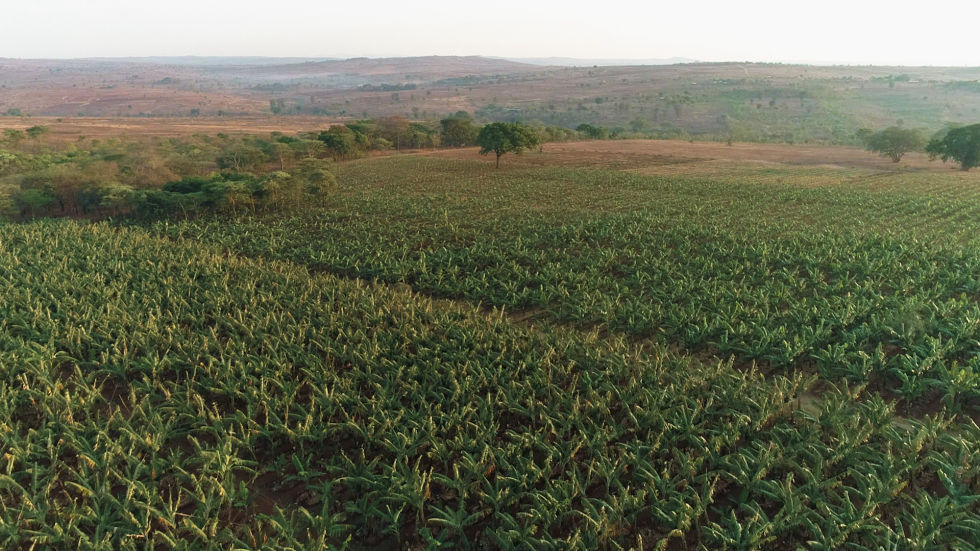 banana field view