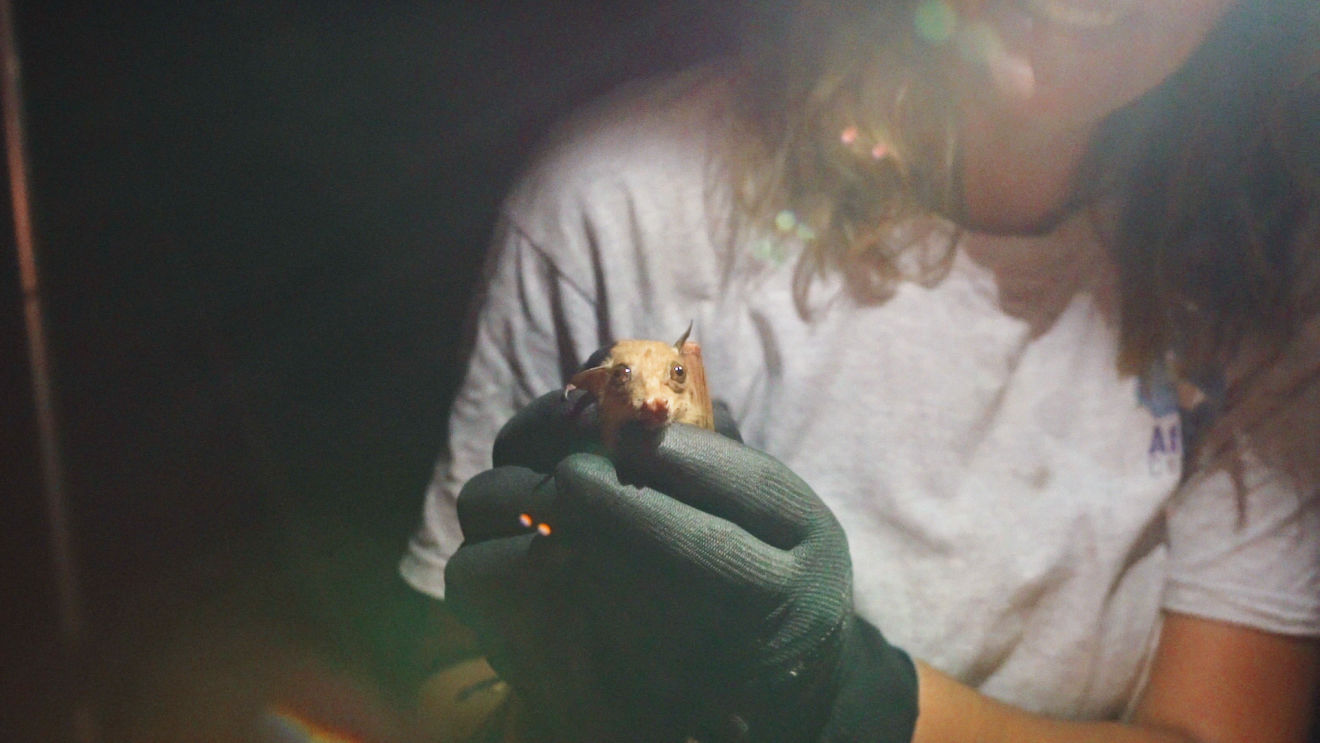 Video Production for Non-Profit showing African bat conservationist holding a bat gently.