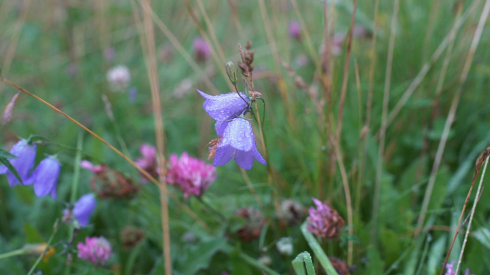 wild flowers