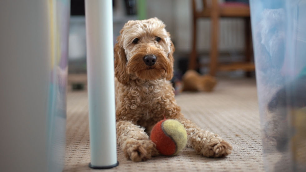 leni the dog at collingwood norris