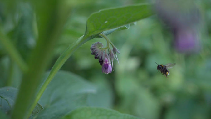 Close-up of a bee at a community allotment as part of a social impact story