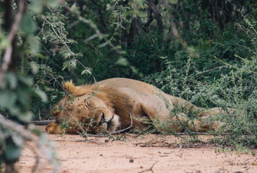 South Luangwa landscape with wildlife, a place that inspired Munjiri Videos.