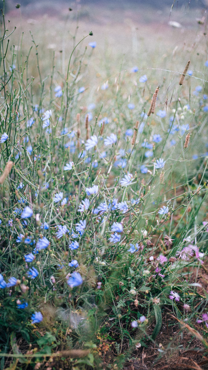 damson jam recipe flowers