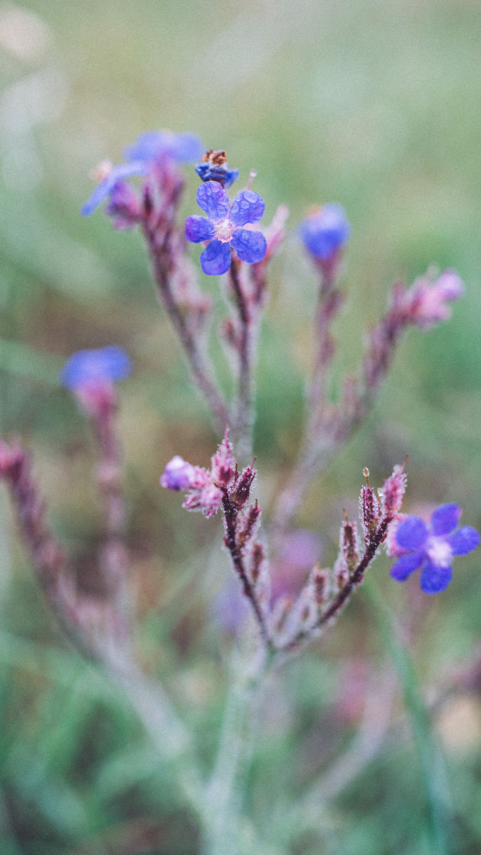 damson jam recipe flower