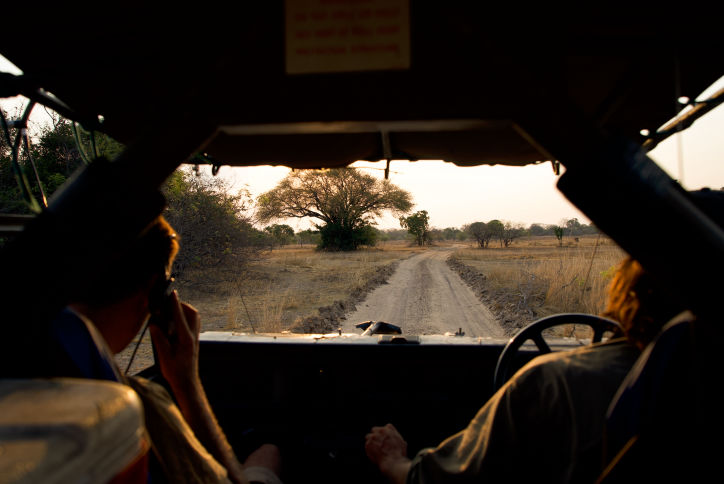 Learn video making while tracking wild dogs in the wild.