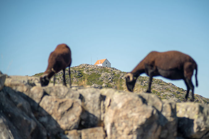 Sheep grazing in Serra da Estrela captured in a documentary video production Portugal