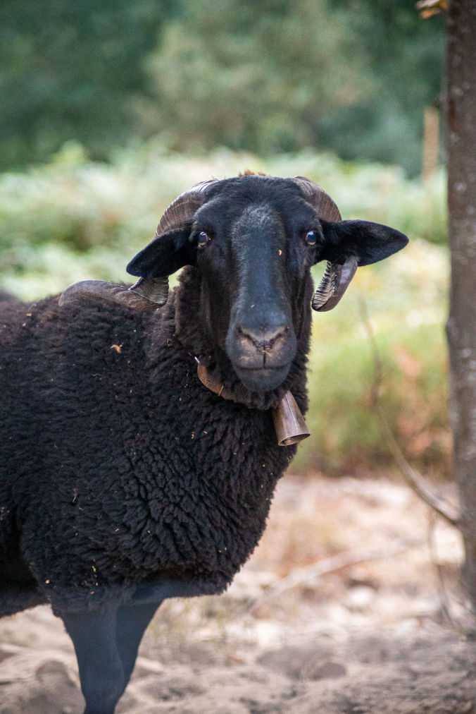 Sheep in Serra da Estrela during a rural landscape video production Portugal