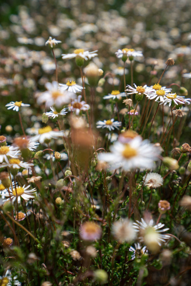 daisies