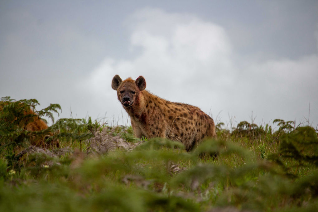 hyena in the ferns nyika national park