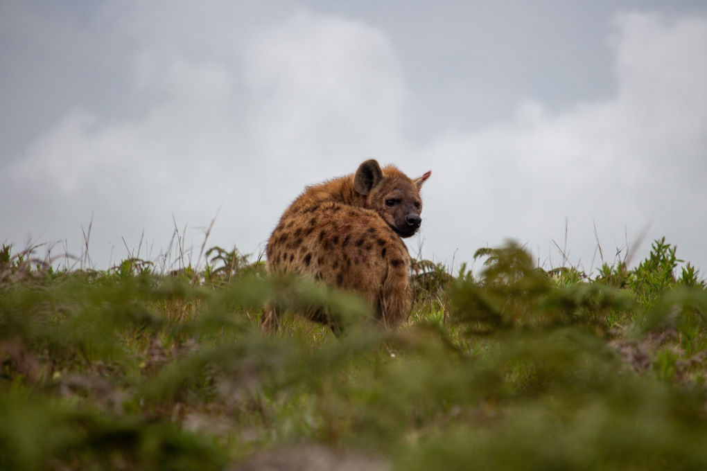 nyika national park hyena