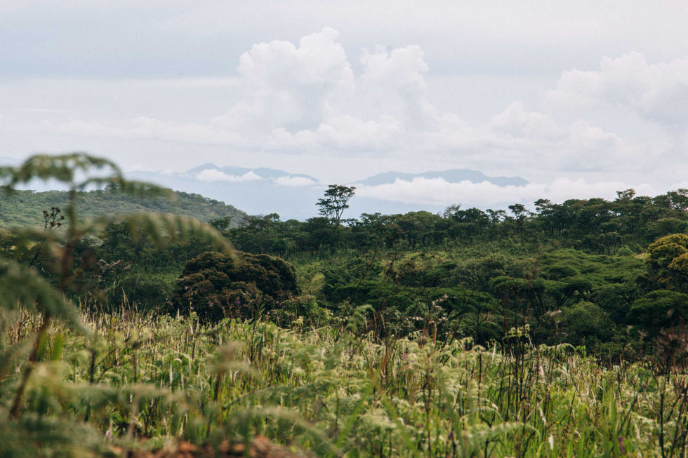 trees nyika national park 