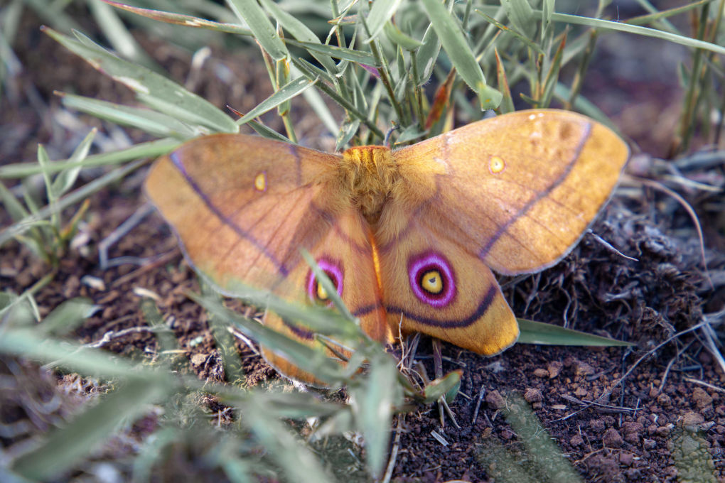 nyika national park moth