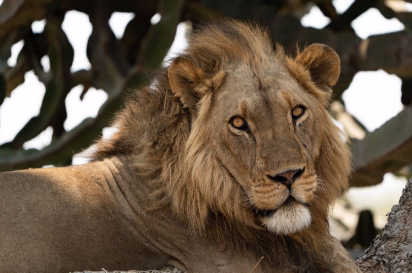 Learn video making by filming lions in nature.