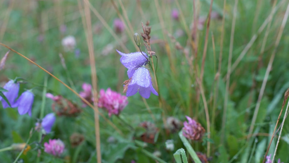 Video Production for Non-Profit highlighting bluebells in a natural woodland setting.