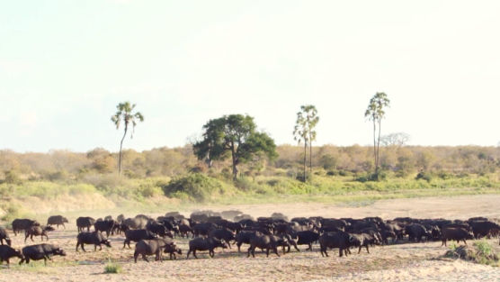 kusini safaris