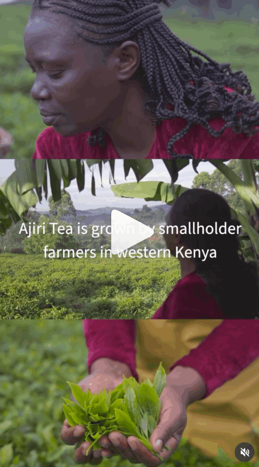 Tea picking scene in the highlands, part of a documentary video production Kenya