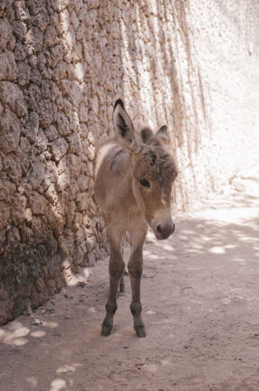 Baby donkey for video production in Lamu, Kenya