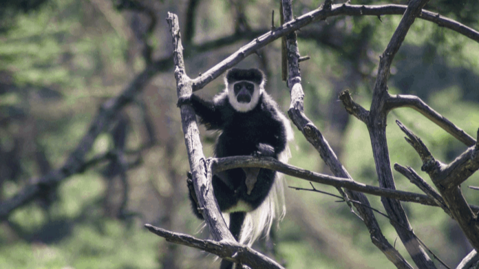 Colobus monkey in Nakuru forest featured in a conservation video production Kenya