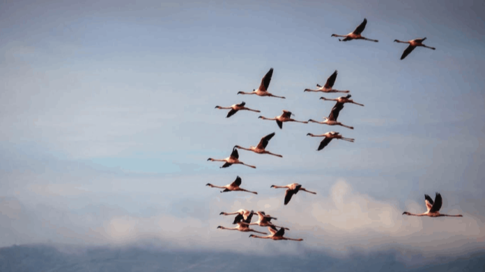 Flamingos on Lake Nakuru captured during a wildlife video production in Kenya