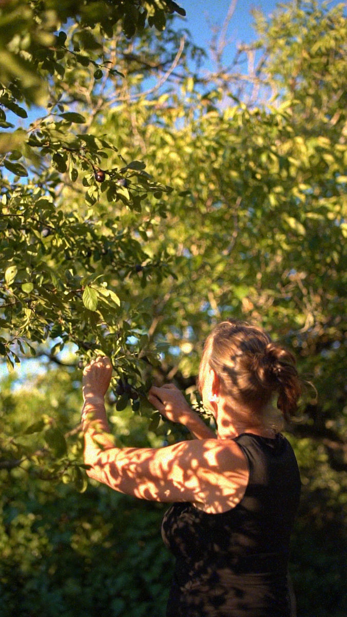 damson jam recipe picking