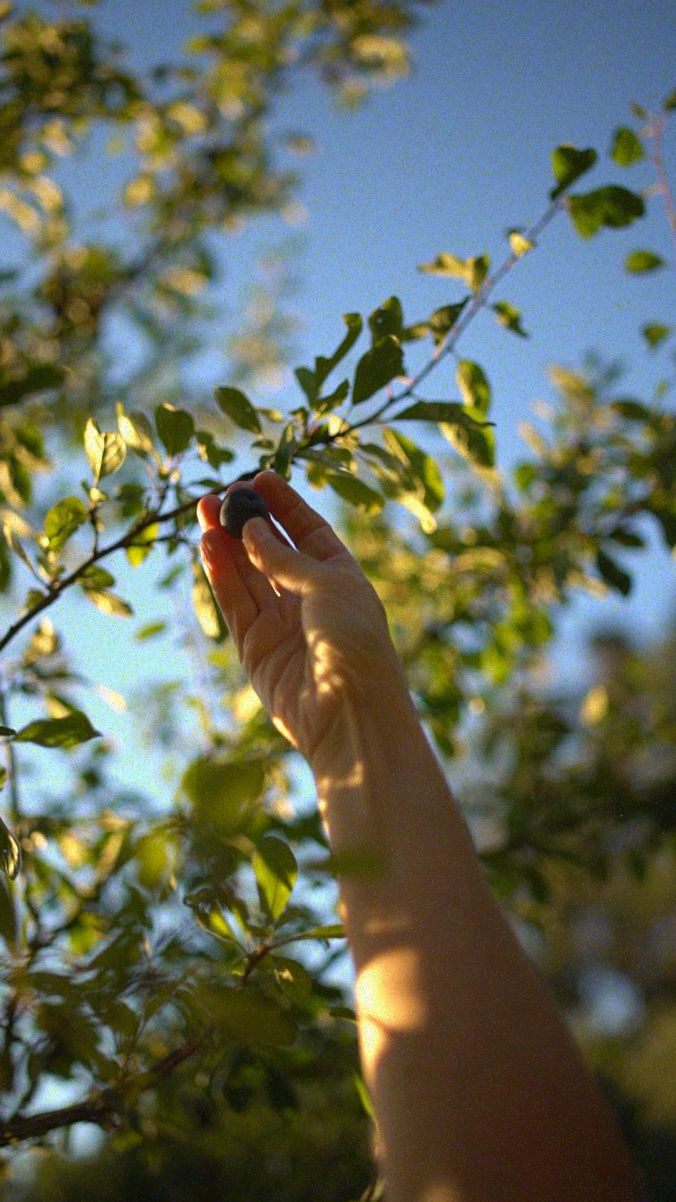 damson jam recipe fruit