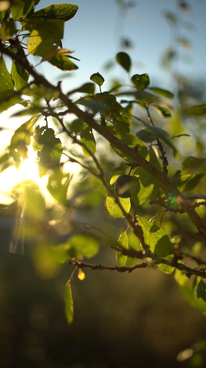  damson jam recipe tree