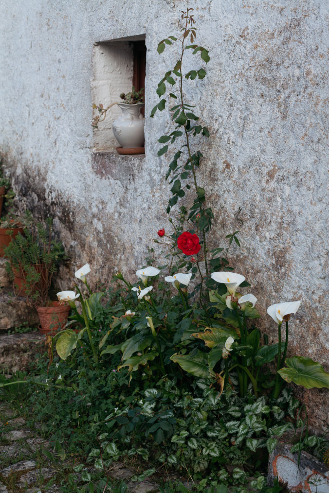 Blooming roses in a garden, Lisbon videographer floral detail