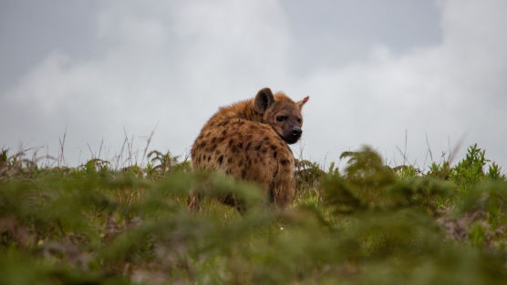 Wildlife Videography