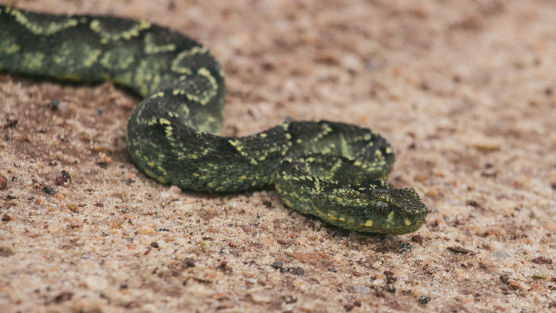 Nyika National Park Travel Guide