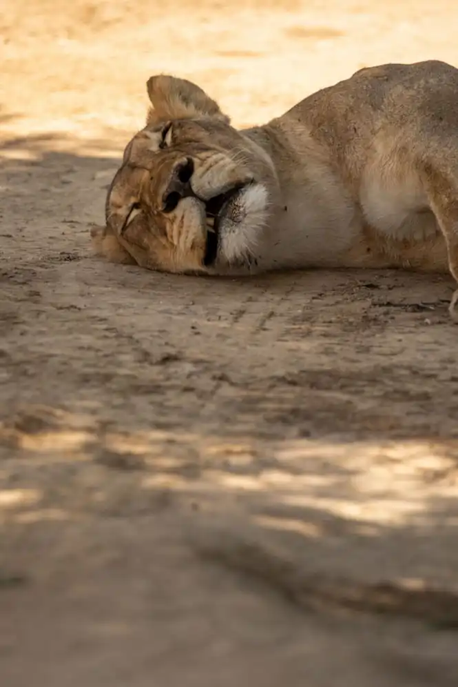 Videographer walking through the Cederberg to film nature