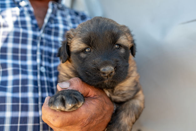 puppy held by sheep farmer