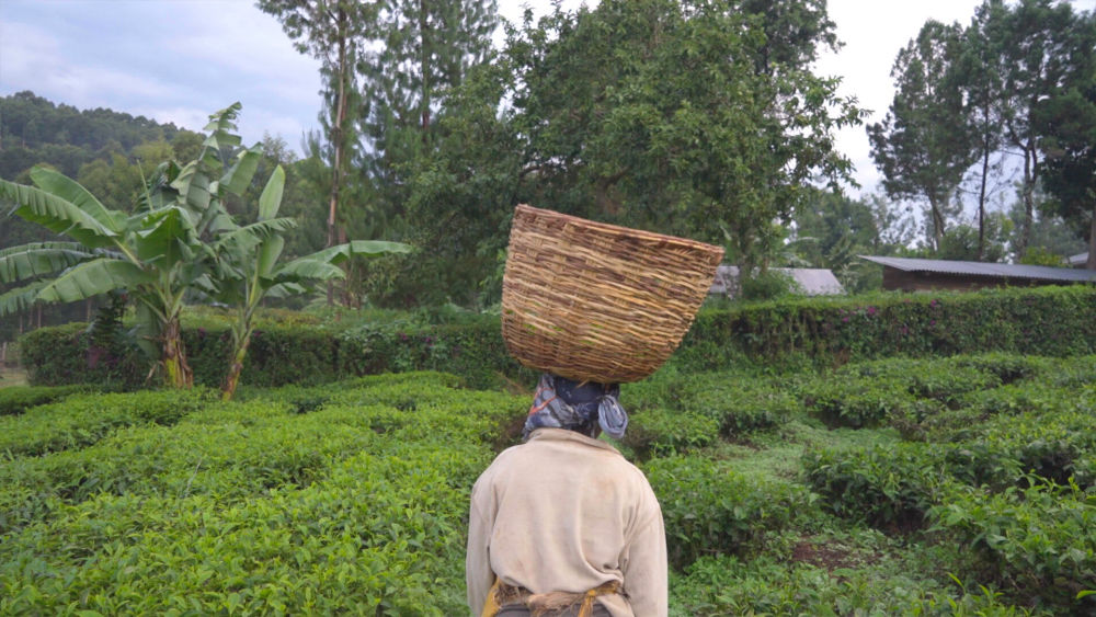 woman carrying tea through tea field in Kisii, Kenya