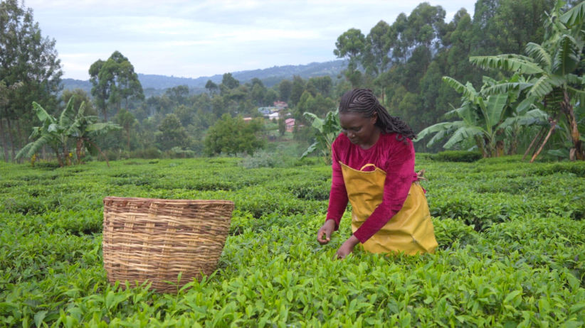 Medium shot of woman picking tea in tea field, Kisii Kenya