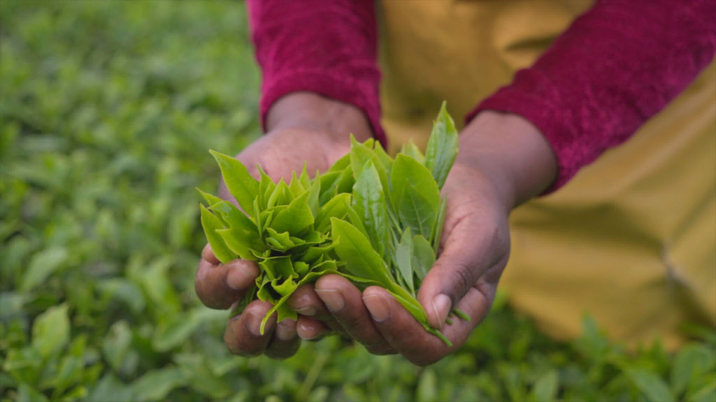Close up of tea in hands Kisii, Kenya