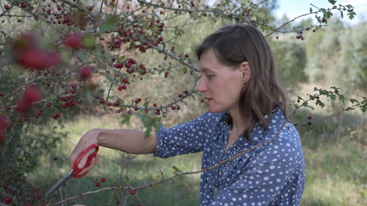 Olivia collecting hawthorn berries
