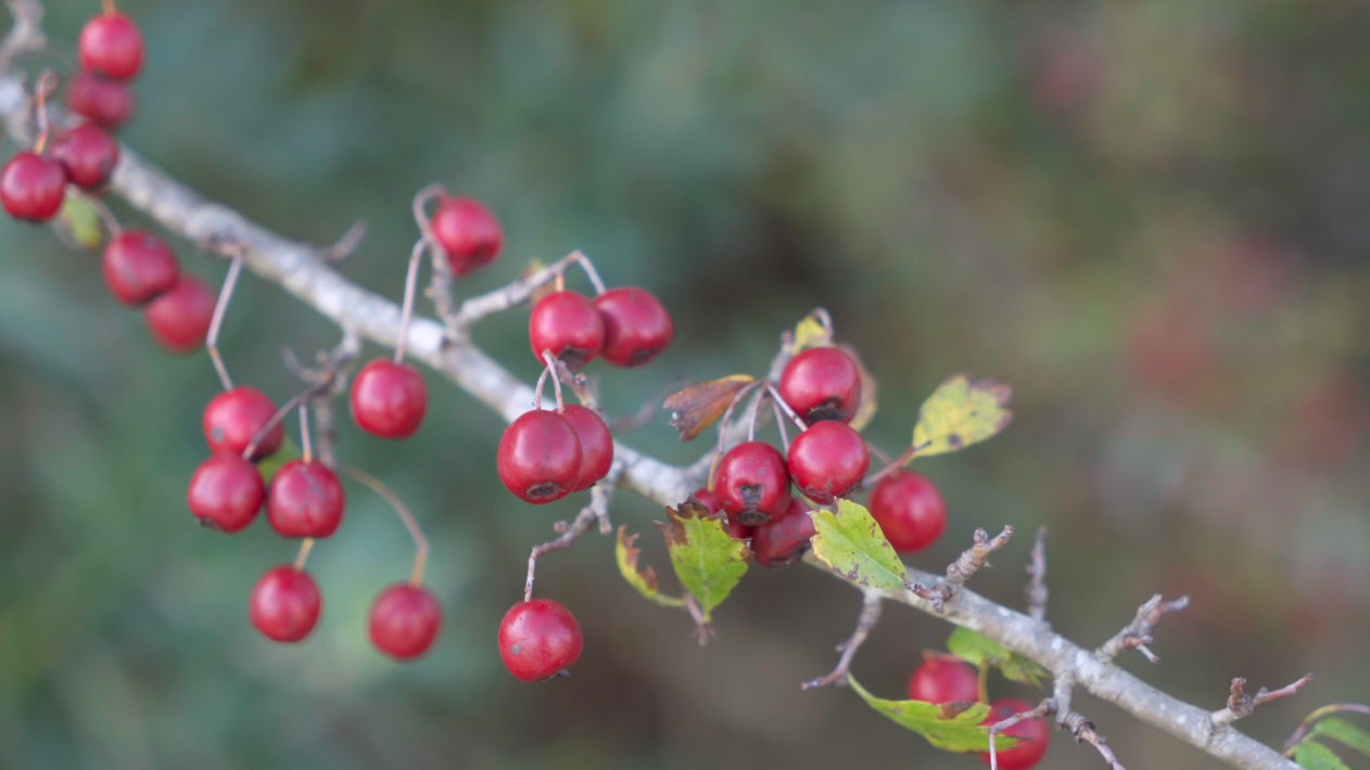 close up shot of hawthorn berries