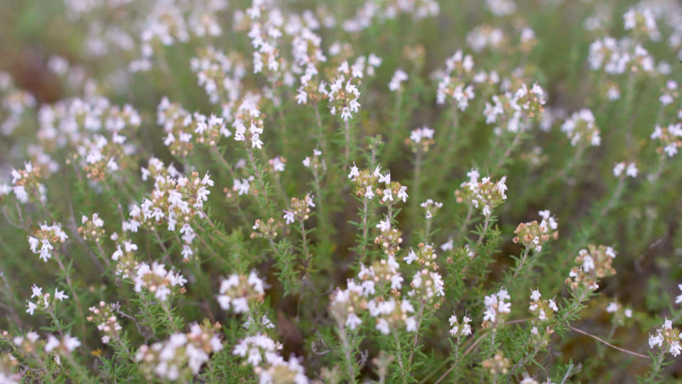 Thyme flowering in natural light