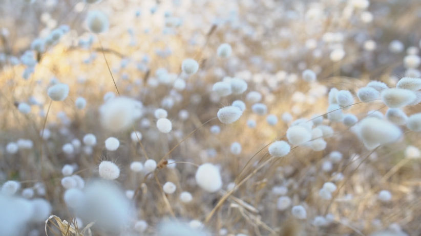 bunny tail grass 