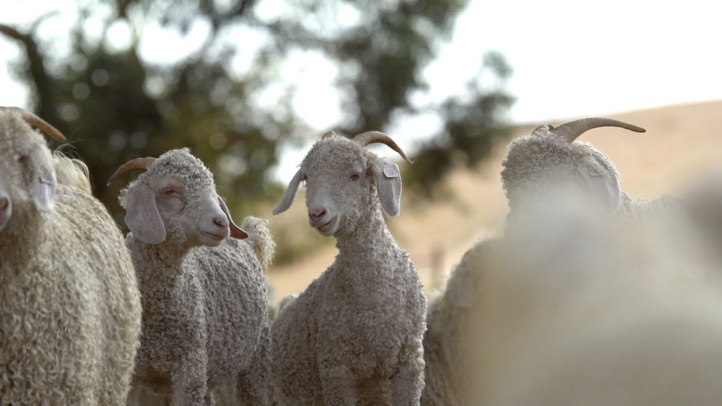 angora goats in the karoo